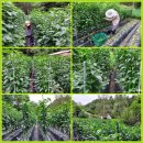 자연마트 이미지