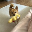 솔트리 펜션 | 2023 !!