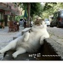 냥보스 이미지