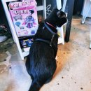 이디하우스 | [국내여행] 제주도 - 올레길 20코스 세화해변 근처 나만 알고 싶은 게스트하우스 이디하우스n카페 후기