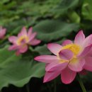 동양농장 이미지