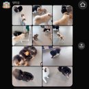 판암유치원 | [댕타운] 대전 애견호텔 이용후기(내돈내산)