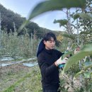 안동재활용 | 안동사과 부사 못난이사과 고당도 핵심 정보 요약글