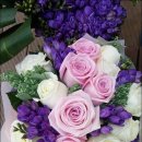 후리지아 이미지