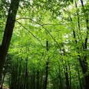 ​'산림욕'의 과학적 효과, 혈압 낮추고 염증 줄여준다! 이미지