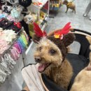 개아범펫마트 | 2025 수원 광교 펫박람회 펫앤모어 후기 수원컨벤션센터 12/19~12/21