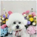 오늘도,예쁘개 이미지