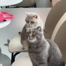 냥냥하우스 이미지