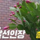 선인장 이미지