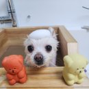 초롱애견 이미지