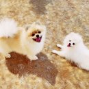 행복한 강아지 이미지