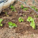 목단 작약 상사 이미지