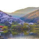 "온통 벚꽃뿐이네"... 환상적인 풍경 자랑하는 벚꽃 섬과 벚꽃 동산은 어디? 이미지