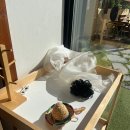 발라당 | 수원애견운동장 멍캉스 대형애견카페 발라당존 후기