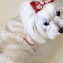 동물병원알루 이미지