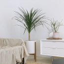 마스showroom | [SALE] 원목화분 이전제품 세일 특가전