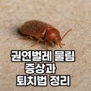 [한달강좌 2차][외부][야간]천연비누 | 권연벌레 물림 증상과 대처법 │ 살충제 없이 퇴치하는 꿀팁