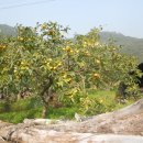 유명자농장 이미지