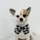 몽몽하개 이미지