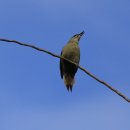 딱따구리 이미지