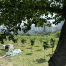 흑송농장 이미지