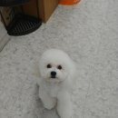 강아지 미용 네이버블로그