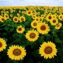 해바라기(Sunflower) 이미지
