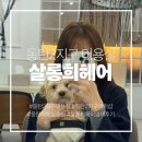 희헤어 | [동탄 미용실] 애견동반 가능 동탄2지구 미용실 살롱희헤어 뿌리염색 후기