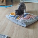 바르다펫 이미지