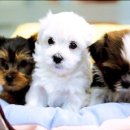 나는강아지 이미지