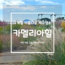 힐 | [제주도 여행] 가을 제주여행 가볼 만한 곳, 제주 명소 카멜리아힐 후기