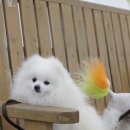 올리브펫 이미지