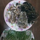 텃밭야채 Daum카페