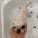 일산애견호텔 애견유치원 맘바이 일산점 이미지