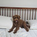 꿈꾸는개 이미지