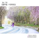 벚꽃길13 이미지