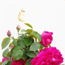 새하양세탁소 이미지