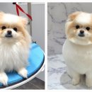 포메른 펫살롱 이미지