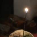 소미담부산일광점