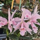 Cattleya maxima carnea 'Soushi'N02 맥시마 카르네아 '소우시' No2 이미지