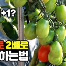 토마토 2배 이상 수확하는 방법, 텃밭 농사, 토마토 키우기 이미지