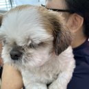 러블리펫그루밍 이미지