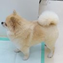 삼덕애견 이미지