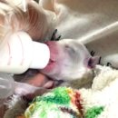 레이지포 이미지