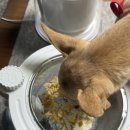 퍼스널댕댕 이미지