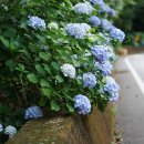 수국 Hydrangea macrophylla Ser. 이미지