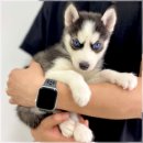 행복한 강아지 이미지