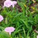 초록바람 이미지