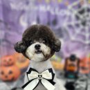 바나고펫살롱 이미지