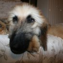 우리퍼피 이미지